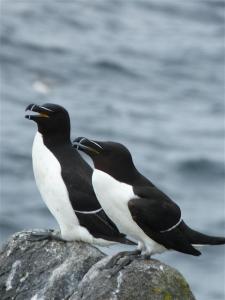 Laughing razorbills