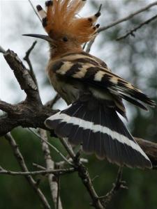 Hoopoe on display