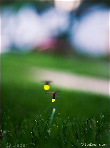Fireflies