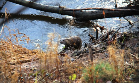 IMG_1193_edit (Large)