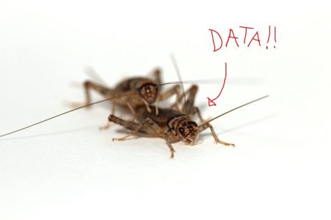cricketdata