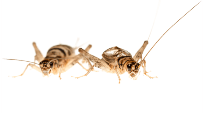 New paper: Food supply – not ‘live fast, die young’ mentality – makes male crickets chirpy