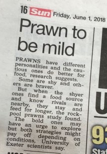 prawns_sun